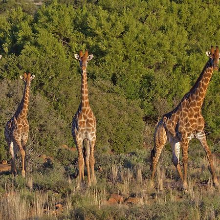 Ko Ka Tsara Bush Camp Beaufort West Exterior foto
