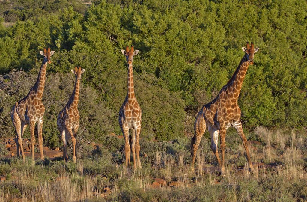 Ko Ka Tsara Bush Camp Beaufort West Exterior foto
